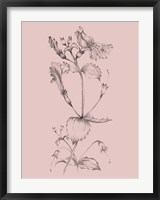 Blush Pink Flower I Fine Art Print