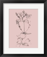 Blush Pink Flower I Framed Print