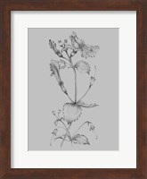Grey Flower Sketch I Fine Art Print