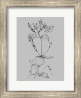 Grey Flower Sketch I Fine Art Print