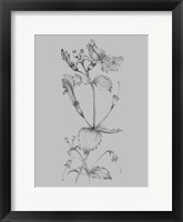 Grey Flower Sketch I Framed Print