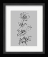 Grey Flower Sketch II Framed Print