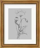 Grey Flower Sketch III Fine Art Print