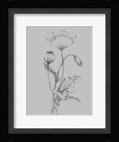 Grey Flower Sketch III Framed Print
