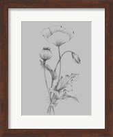 Grey Flower Sketch III Fine Art Print