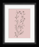 Pink Flower Sketch Illustration Framed Print