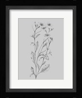 Grey Flower Sketch Illustration Framed Print