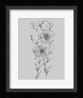 Grey Flower Sketch Illustration I Framed Print