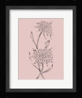 Pink Flower Sketch Illustration II Framed Print