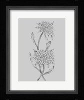 Grey Flower Sketch Illustration II Framed Print