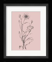 Pink Flower Sketch Illustration III Framed Print