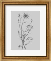 Grey Flower Sketch Illustration III Fine Art Print