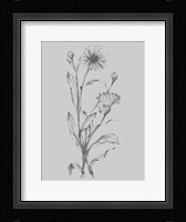 Grey Flower Sketch Illustration III Framed Print