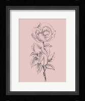 Pretty Pink Flower Framed Print