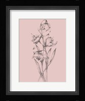 Pretty Pink Flower II Framed Print