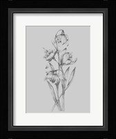 Pretty Flower II Framed Print