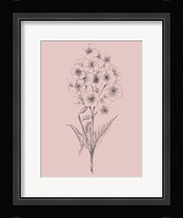 Pretty Pink Flower III Framed Print