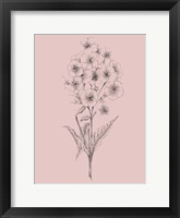 Pretty Pink Flower III Framed Print