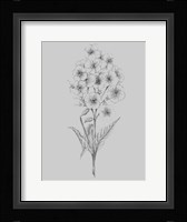 Pretty Flower III Framed Print