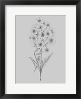 Pretty Flower III Framed Print