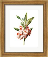 Balsam Flower Fine Art Print