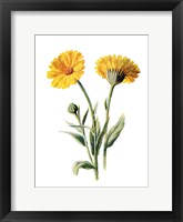 Common Marigold Flower Fine Art Print