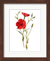 Crimson Flax Flower Fine Art Print