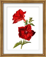 Crimson Petunia Flower Fine Art Print