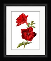 Crimson Petunia Flower Fine Art Print