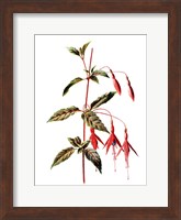 Fuchsia Flower Fine Art Print