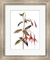 Fuchsia Flower Fine Art Print