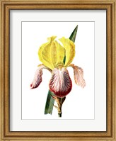 Iris Flower Fine Art Print