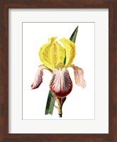 Iris Flower Fine Art Print