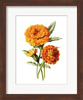 Marigold Flower Fine Art Print