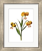 Martagon Lily Flower Fine Art Print
