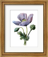 Poppy Flower Fine Art Print
