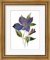 Purple Clematis Flower Fine Art Print