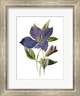 Purple Clematis Flower Fine Art Print