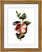 Stripped Petunia Flower Fine Art Print