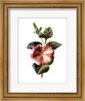 Stripped Petunia Flower Fine Art Print