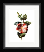 Stripped Petunia Flower Fine Art Print