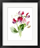 Sweet Pea Flower Fine Art Print