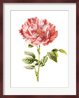 York and Lancaster Rose Fine Art Print