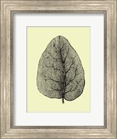 Leaf Fine Art Print