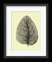 Leaf Framed Print