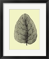Leaf Framed Print