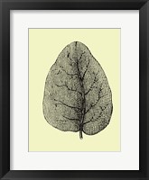 Leaf Framed Print