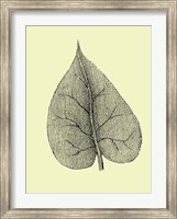 Leaf I Fine Art Print