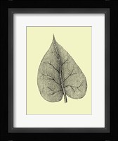 Leaf I Framed Print