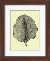 Leaf II Fine Art Print